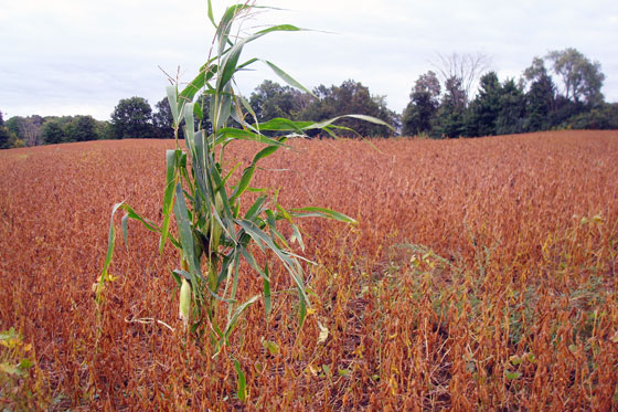 Cornstalk in the soybeans