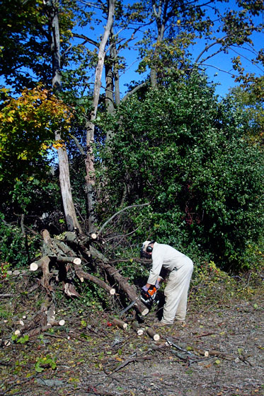 Cutting a fallen tree into firewood