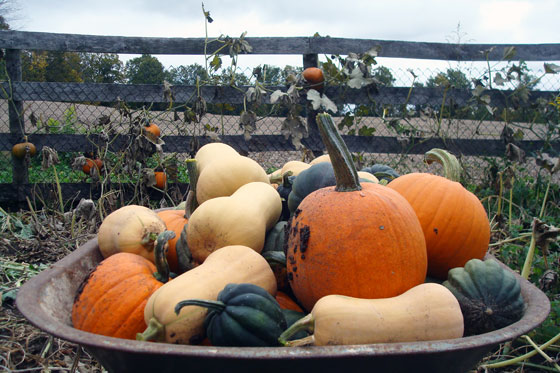 Wheelbarrow full of acorn squash, butternut squash and pumpkins