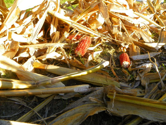 Corn cobs in the field