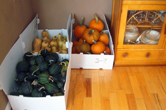 Squash curing in the dining room