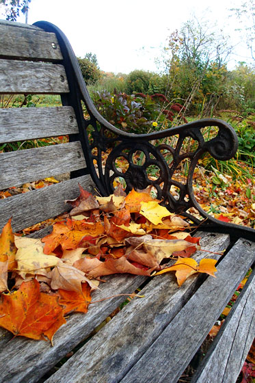 Fall leaves on a wood bench