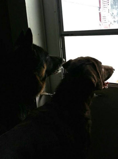 Treu and Brody looking out the window