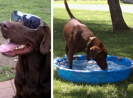 Brody the chocolate lab