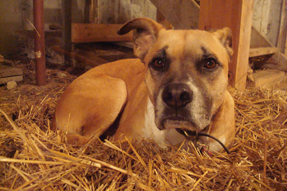 Baxter curled up in the straw