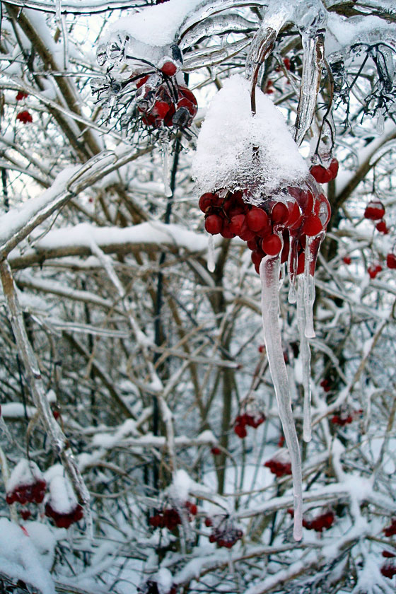 Ice-coated red berries