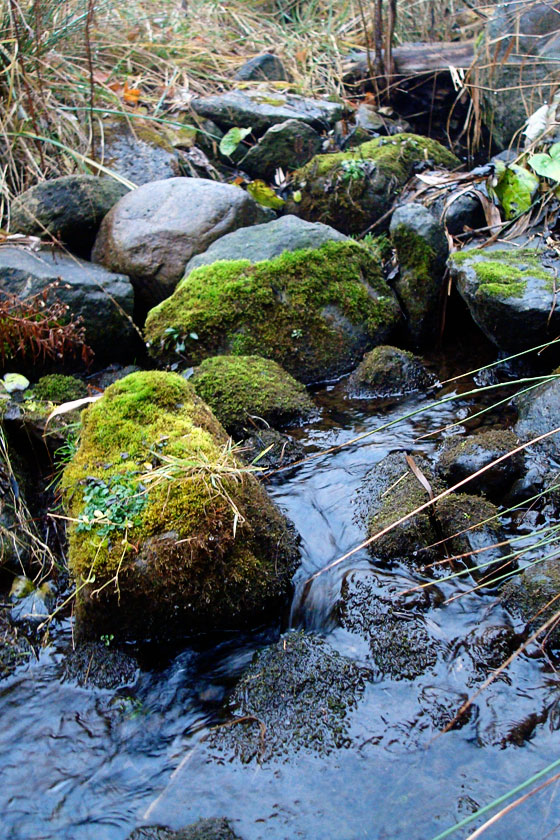 Creek running over mossy stones