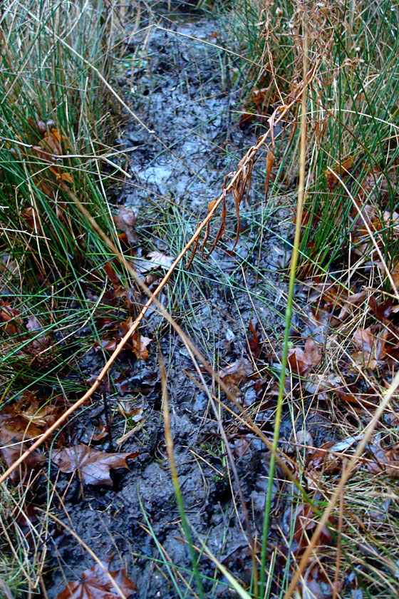 Muddy deer trail