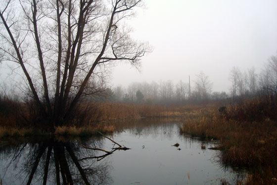 Pond on a foggy fall afternoon