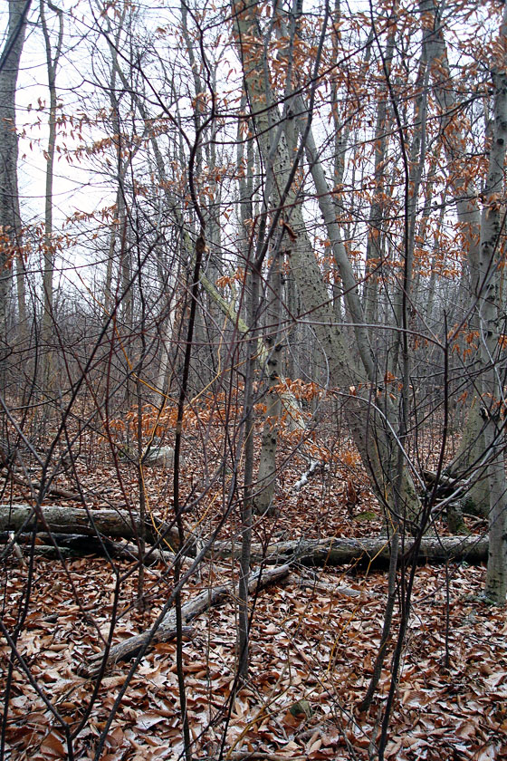 Deadfall in the back woods