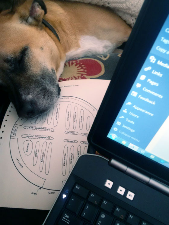 Baxter sleeping on the garden plan