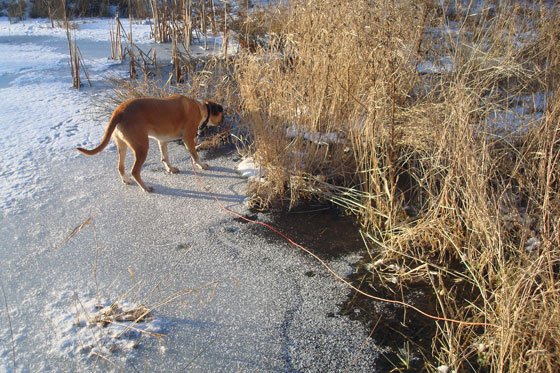 Dog on thin ice