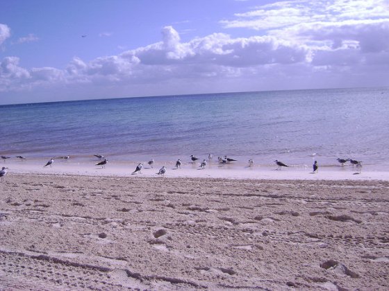 Birds on the beach