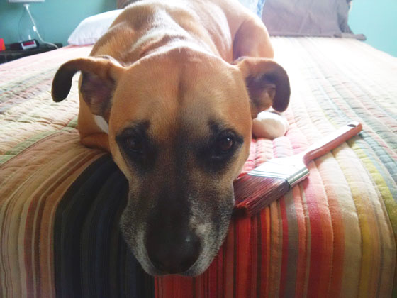 Baxter and his paintbrush