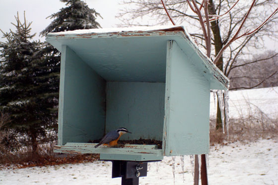 Icicles on the birdfeeder