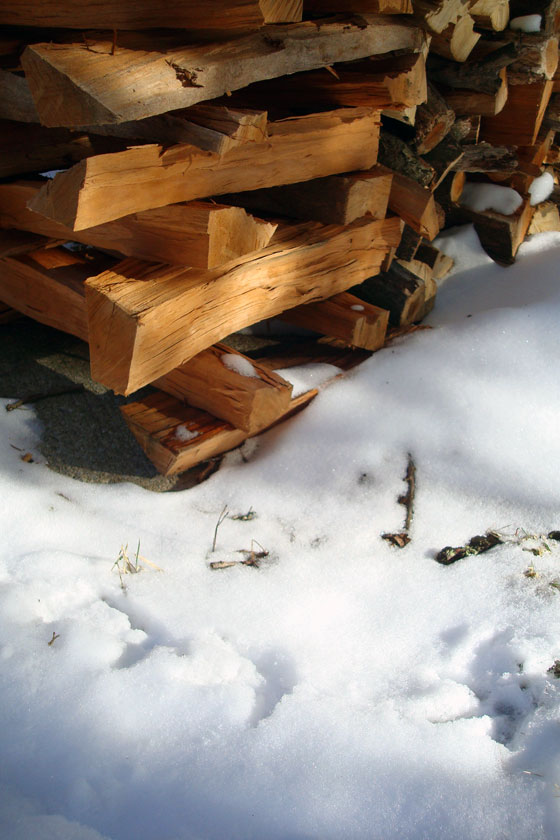 Turkey tracks around the woodpile