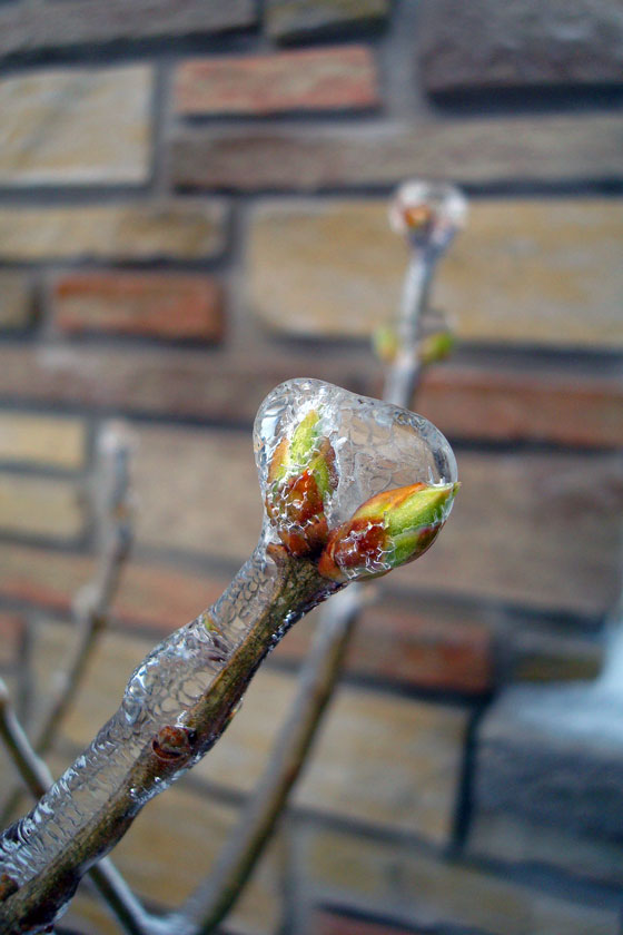 Spring ice storm