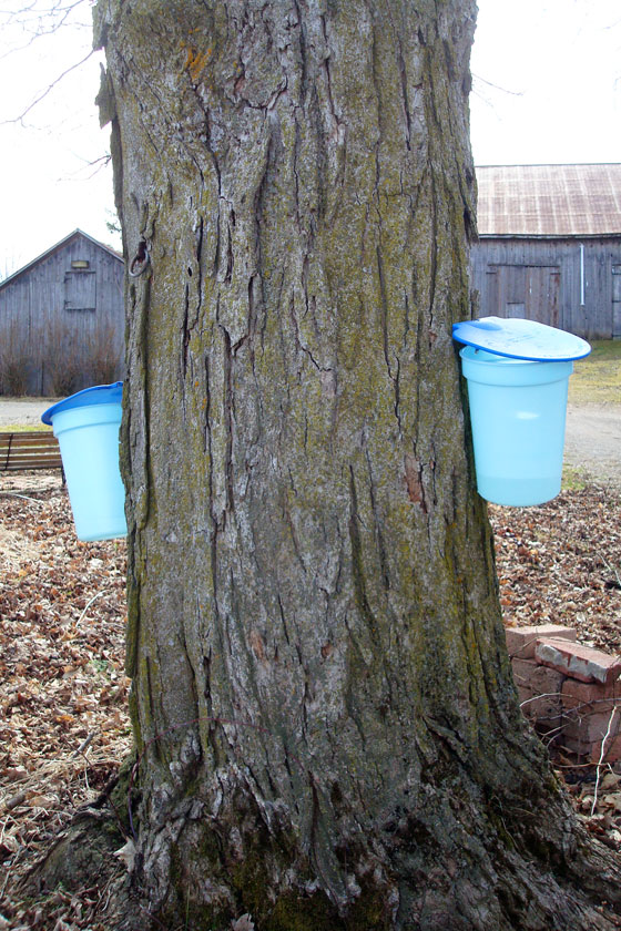 Tapping maple trees