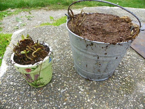 Strawberry and asparagus starts in a bucket