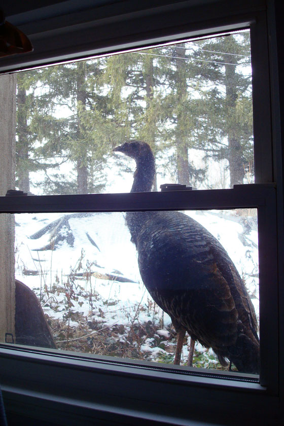 Wild turkey looking in the window
