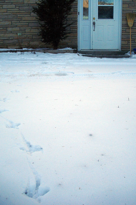 Wild turkey tracks in the snow