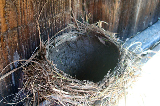 Robin's nest