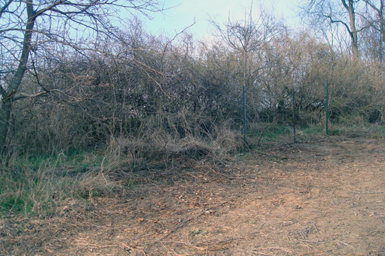 Field after clearing the lumber pile
