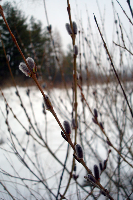 Pussy willow