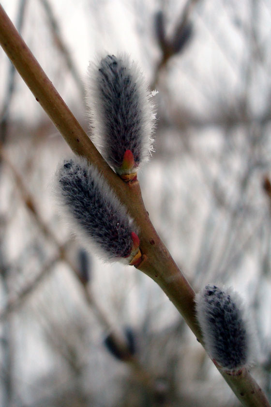 Pussy willow
