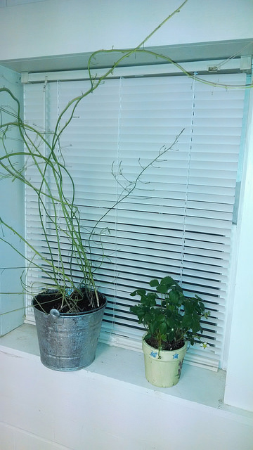 Asparagus and strawberry plants