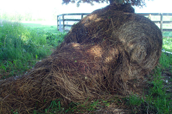 Straw bale for mulching the garden