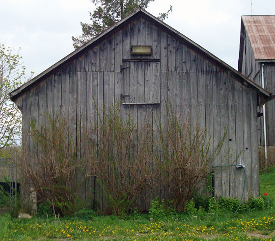 Unblooming forsythia