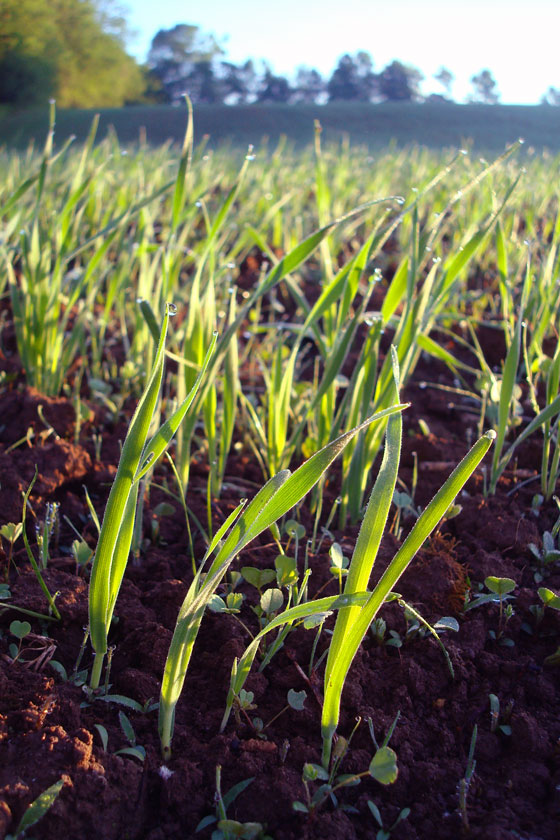 Dew on the hay sprouts at dawn