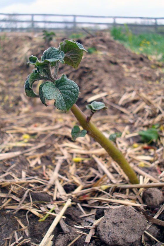 Potato shoot
