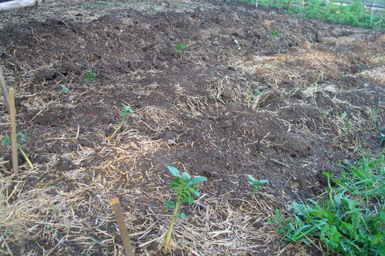 Potatoes growing in the garden