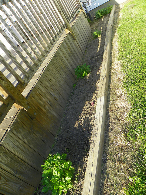 Mums around the edge of the deck