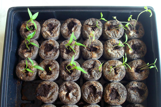 Pepper and tomato seedlings