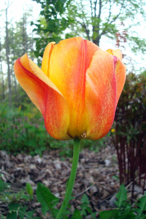 Yellow and red tulip