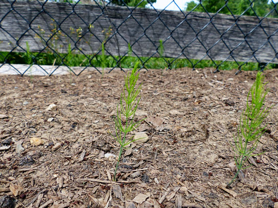 Asparagus sprouts