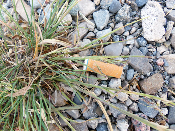 Cigarette butt on the side of the road