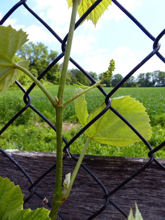 Baby grapes on new vines