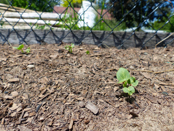 Hollyhock seedlings