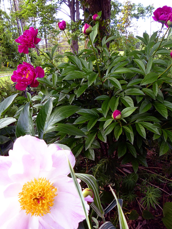 Pink and fuscia peonies