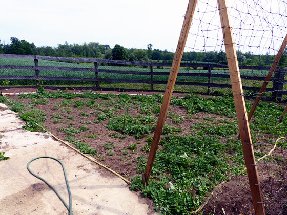 Quadrant three in the vegetable garden