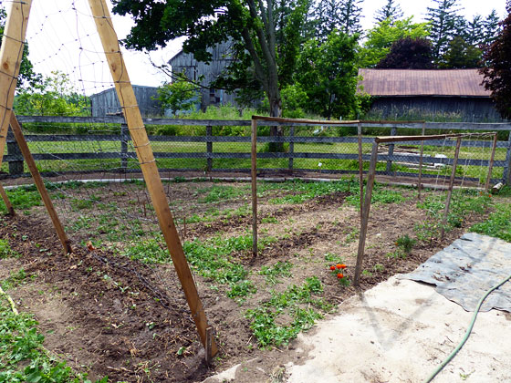 Quadrant four of the vegetable garden