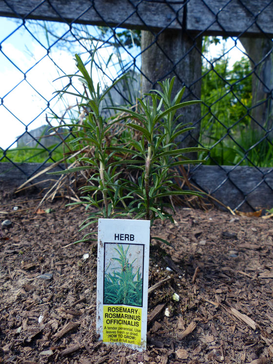 Rosemary plant