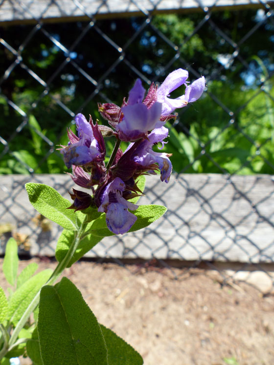 Sage blossom