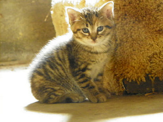 Striped kitten