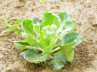 Brussels sprouts plants