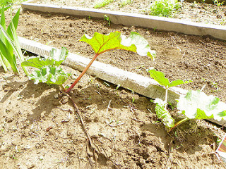 Rhubarb